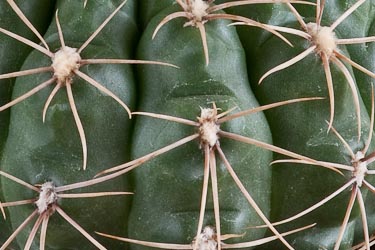 Gymnocalycium heuschkelianum